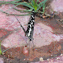 Common Lime Butterfly