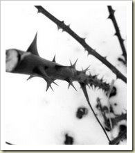 THorns