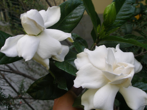 P7010005.JPG