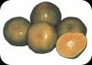 jeruk jeruk,buah jeruk,gambar