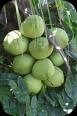 kelapa1 kelapa1