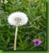 1-0-dandelion_-Taraxacum-Officinale_seeds
