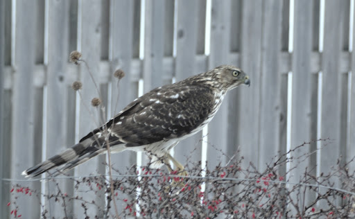 Lunch? Hawk