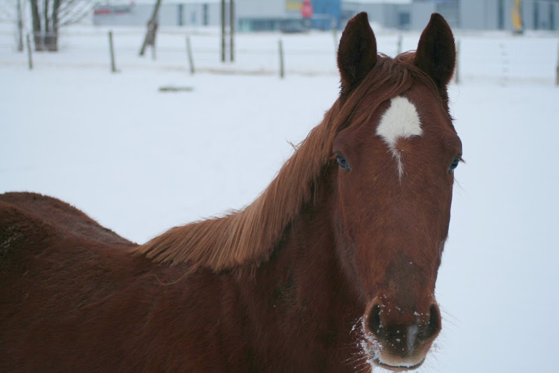 Cheval Cheval