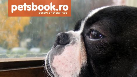 http://lh3.ggpht.com/_1fk34j8W6WU/THF4HgpDSqI/AAAAAAAABuY/eouvG-ZS-cw/petsbook.ro.jpg