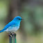 Mountain Bluebird
