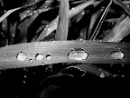 Black and white black white
