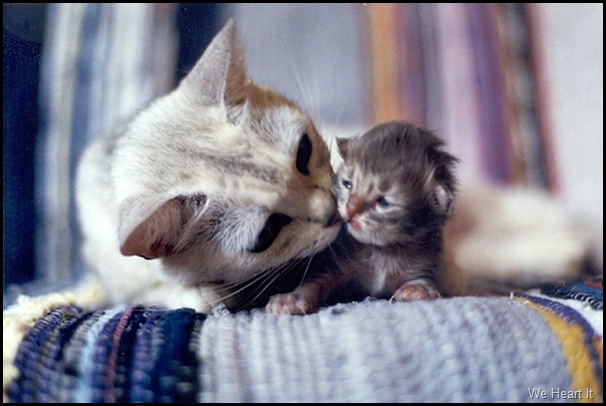 Gatos-Mamãe-Filhote Gatos-Mamãe-Filhote