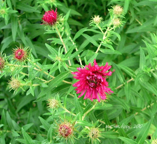 [Red aster crop with logo[7].jpg]