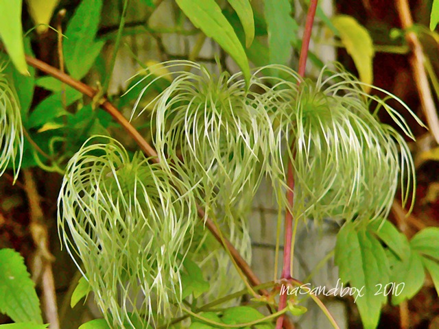 [Autumn Clematis-The Beatles with logo[9].jpg]