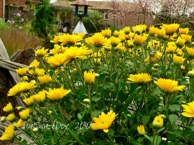 [yellow mums 9-9 with logo[5].jpg]