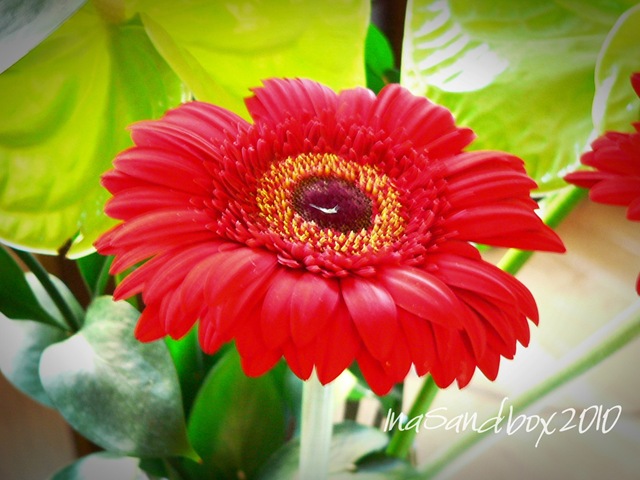 [Gerbera Daisy 9-17[5].jpg]