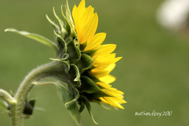 [Jen's sunflower sideways with logo[9].jpg]