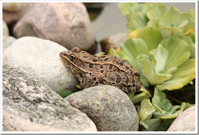 Leopard Frog with logo 9-18 Leopard Frog with logo 9-18