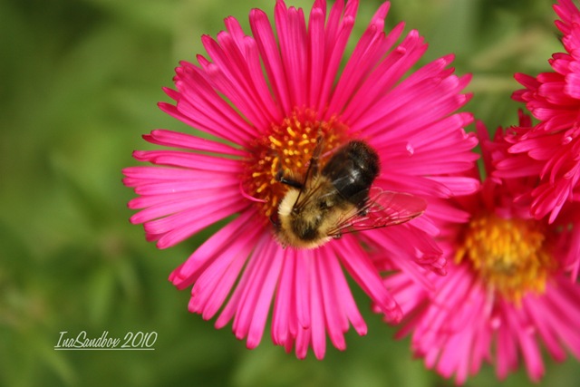[red aster with bee and logo[4].jpg]