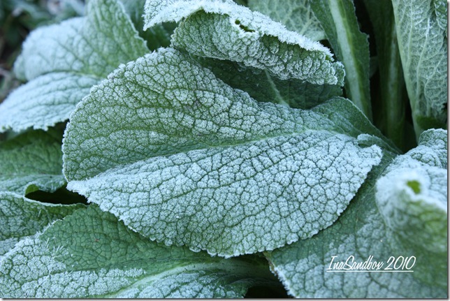 Frosty Foxglove leaves with logo