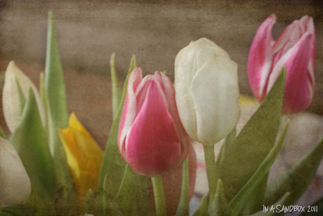 [tulips with texture[8].jpg]