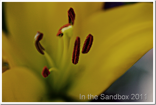 Lily-stamens-edited Lily-stamens-edited