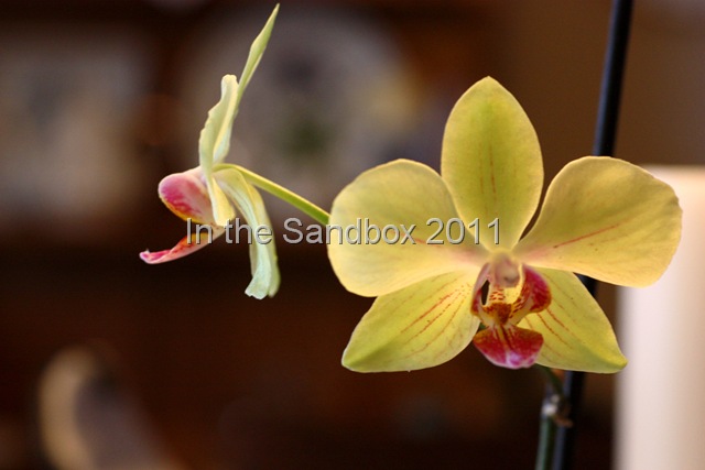 [yellow orchid edited[8].jpg]