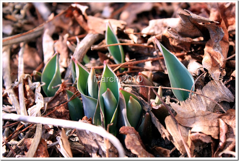 tulips-close-up-web