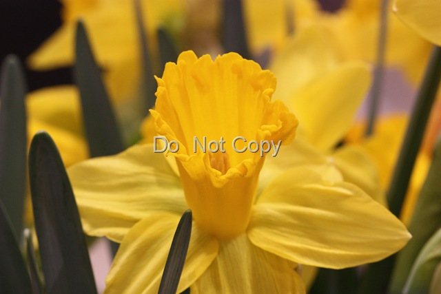 [yellow daffodil[11].jpg]