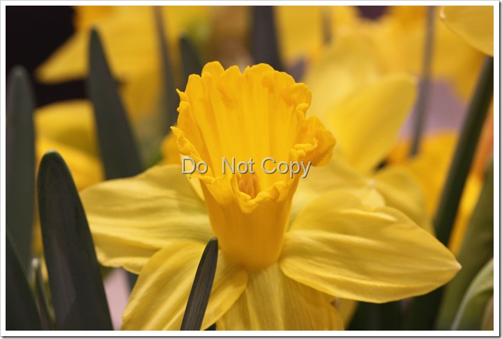 yellow daffodil yellow daffodil