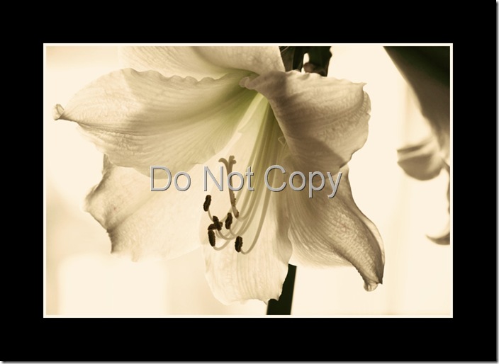 Framed amaryllis