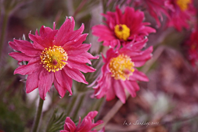 [pink-pulsatilla-with-logoLr[3].jpg]