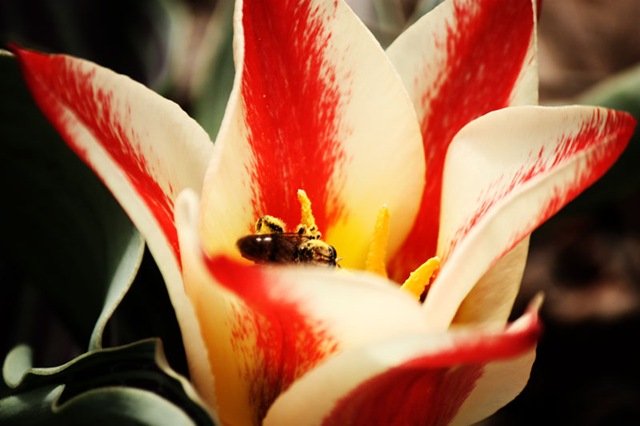 [dwarf-tulipLR[5].jpg]