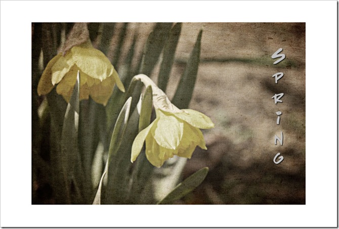 daffs-with-texturelr