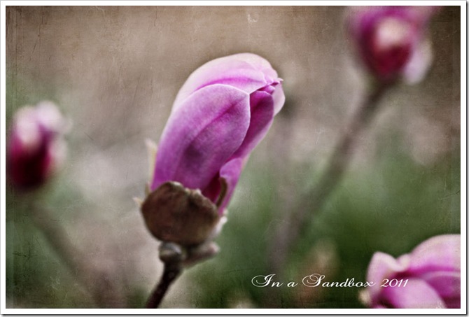 magnolia-bud-edit-with-logo