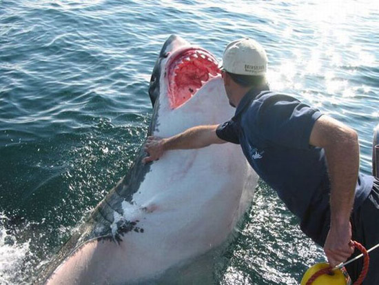 44 imagens da web