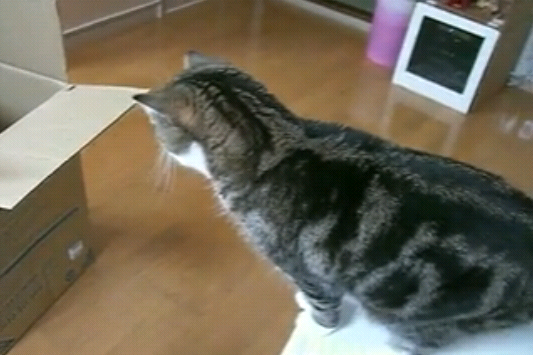 [curious_acrobatic_cat[6].png]