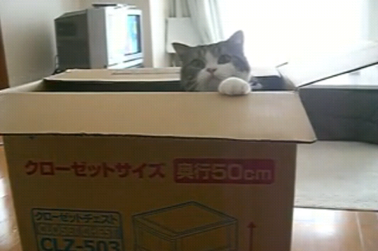 [curious_acrobatic_cat_vs_box[5].png]