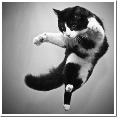 flying_cat_matrix