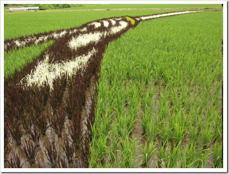 rice_crop_art_close_up