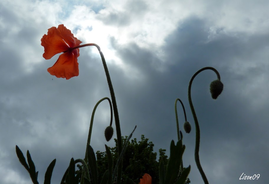 Défi 037 : Proxy-macro de coquelicot P1130777