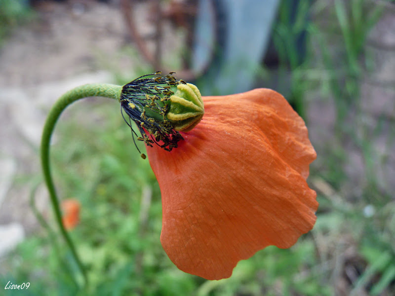 Défi 037 : Proxy-macro de coquelicot P1130849