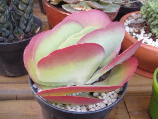 [Plantas0882.jpg]
