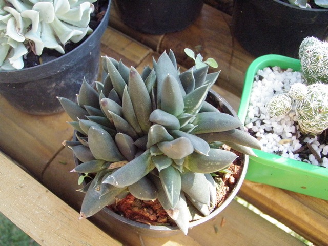 [Plantas1232.jpg]