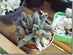 Plantas 123