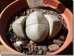 Plantas 129