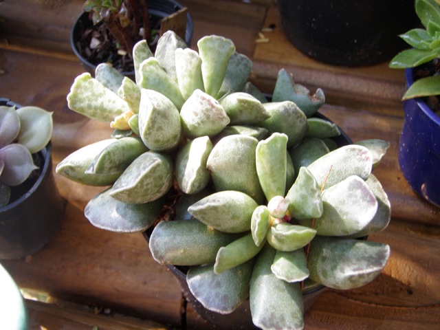 [Plantas1412.jpg]