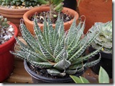 Aloe aristata
