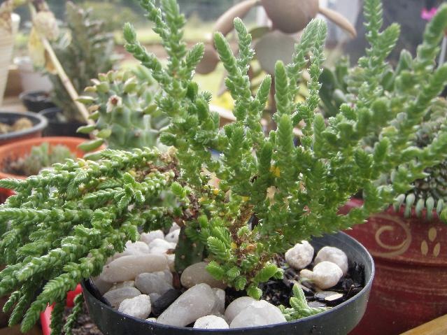 [Sedum acre.jpg]