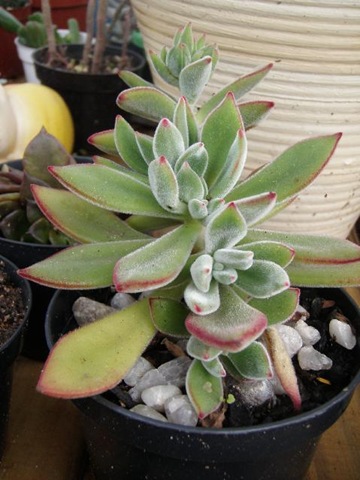 [medres_Plantas 179.jpg]