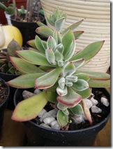medres_Plantas 179