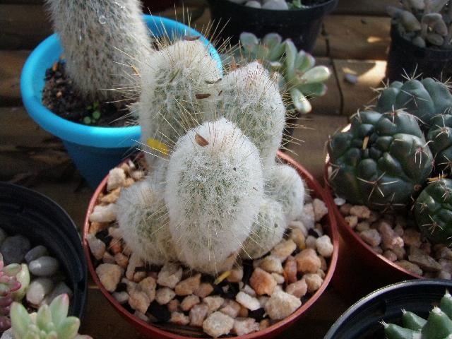 [Austrocephalocereus dybowiski ou Espostoa melanostele[3].jpg]