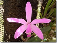 Plantas 224