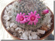 Plantas 194